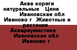 Аква коряги натуральные › Цена ­ 700-1200 - Ивановская обл., Иваново г. Животные и растения » Аквариумистика   . Ивановская обл.,Иваново г.